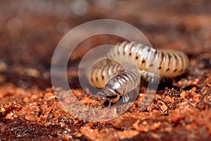 Blunt-tailed Snake Millipede (Cylindroiulus punctatus)