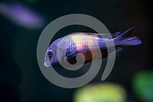 Blunthead cichlid, Tropheus moori