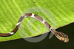 Blunthead Tree Snake, Napo River Basin, Amazonia, Ecuador photo