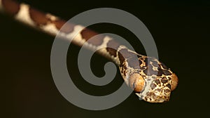 Blunthead Tree Snake, Napo River Basin, Amazonia, Ecuador photo