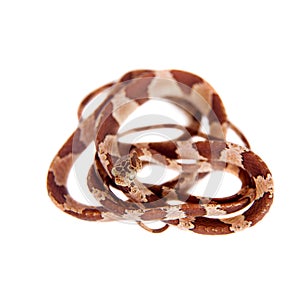 The blunthead tree snake on white