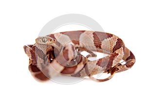 The blunthead tree snake on white