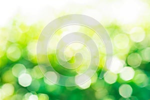 Blur of abstract green bokeh from tree/garden background.