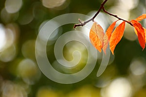 Blur background autumn banner - fall leaves