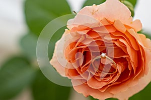 blur background, close up of gold diamond engagement ring on beautiful peach rose flower, proposal gift idea, will you marry me