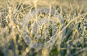 Blur background from a green grass covered with hoarfrost.