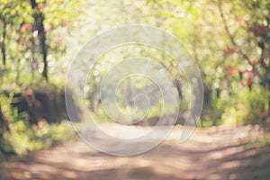 Blur background green park garden nature bright sunny forest. Blurry outdoor park in spring time glowing shinny day template with