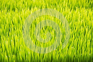 Blur background of green rice field.