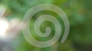 Blur background with natural green