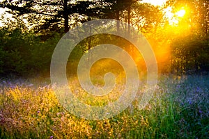 Blur background rural landscape with the sun beams on a meadow