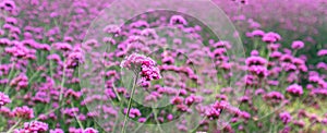 Blur Blooming Verbena flower background