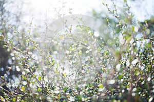 Blur bokeh green leaf with sun flare background