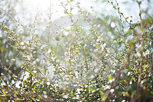 Blur bokeh green leaf with sun flare background