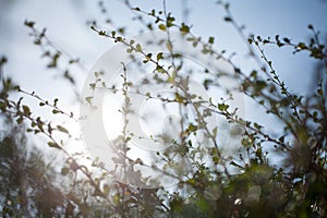 Blur bokeh green leaf with sun flare background photo