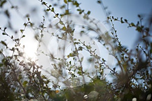 Blur bokeh green leaf with sun flare background photo