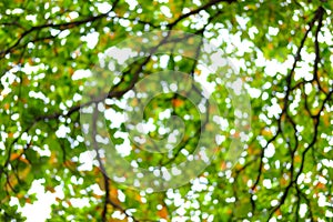 Blur of bottom view of tree branches and tree leaves in daytime