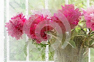 Blur bouquet of beautiful fresh bright pink peonies in glass vase on background of window through glass with raindrops
