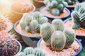 Blur of cactus background in farm