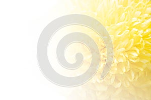 Blur Chrysanthemum with white soft light