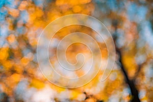 Blur colorful autumn background in panoramic format, with red, yellow and green leaves framing blue bokeh highlights