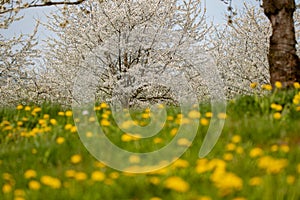 Blur dandelion field with cherry blossom trees in the background