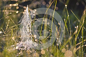 Blur dewy summer end grass with spiderweb background