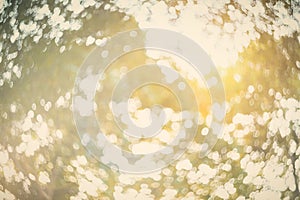 Blur dream like sunshine shade clean morning nature and bokeh background concept modern csr theme, eco spring, fresh vintage gold