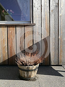 Blur dried flowers on the wood pot bucket with blur brown wooden wall and window background on horizontal planks, nature wooden wa