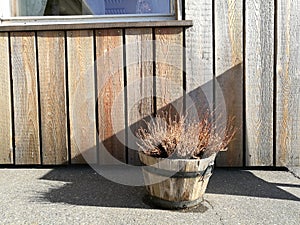 Blur dried flowers on the wood pot bucket with blur brown wooden wall and window background on horizontal planks, nature wooden wa