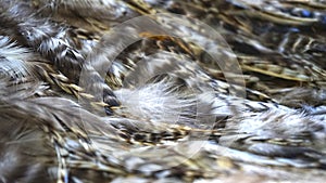 Blur feather wool dark with light abstract background