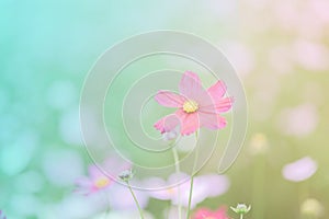 ,blur flowers for background,Cosmos flowers background in vintage style
