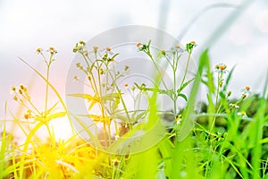Blur front green grass leaves and focus yellow flower bouquet on white sky background, fresh green flower garden, and blurred gree