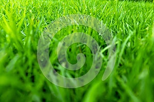 Blur front part, Green grass texture