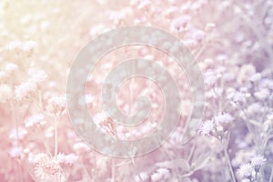 Blur of grass flower with pastel color eà¸”fect nature background