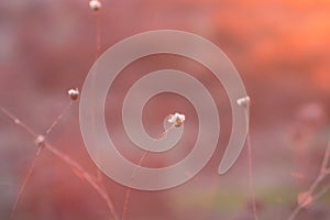 Blur grass flower on sunset abstract background.Nature background