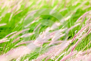 Blur of grassland background