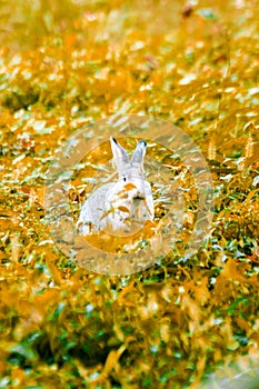 blur gray rabbit in the grass