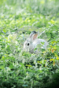 blur gray rabbit ,Run and play as you please in the grass.