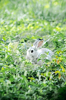 blur gray rabbit ,Run and play as you please in the grass.