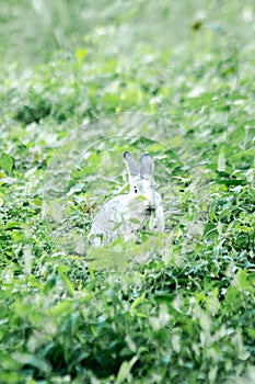blur gray rabbit ,Run and play as you please in the grass.
