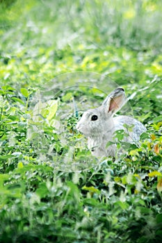 blur gray rabbit ,Run and play as you please in the grass.