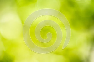 Blur green day nature fresh colour abstract for background