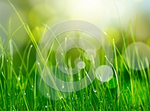 Blur green grass background