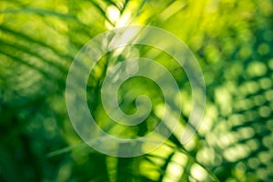 Blur greenery leaf in forest.Nature background