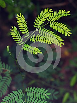 Blur ground background with young tiny green plant leaves