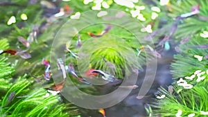 Blur guppies fish swim ming on the water with lily pad and duck weed on water