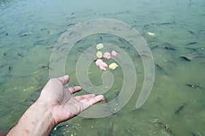 Blur hand is feeding to fish