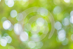 Blur image of Abstract Bokeh of tree green color