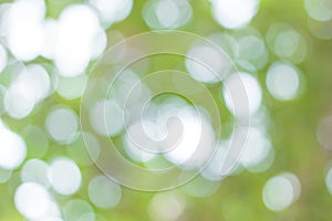 Blur image of Abstract Bokeh of tree green color