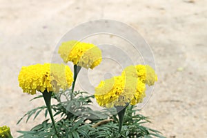 Blur image of bunch of yellow marigold